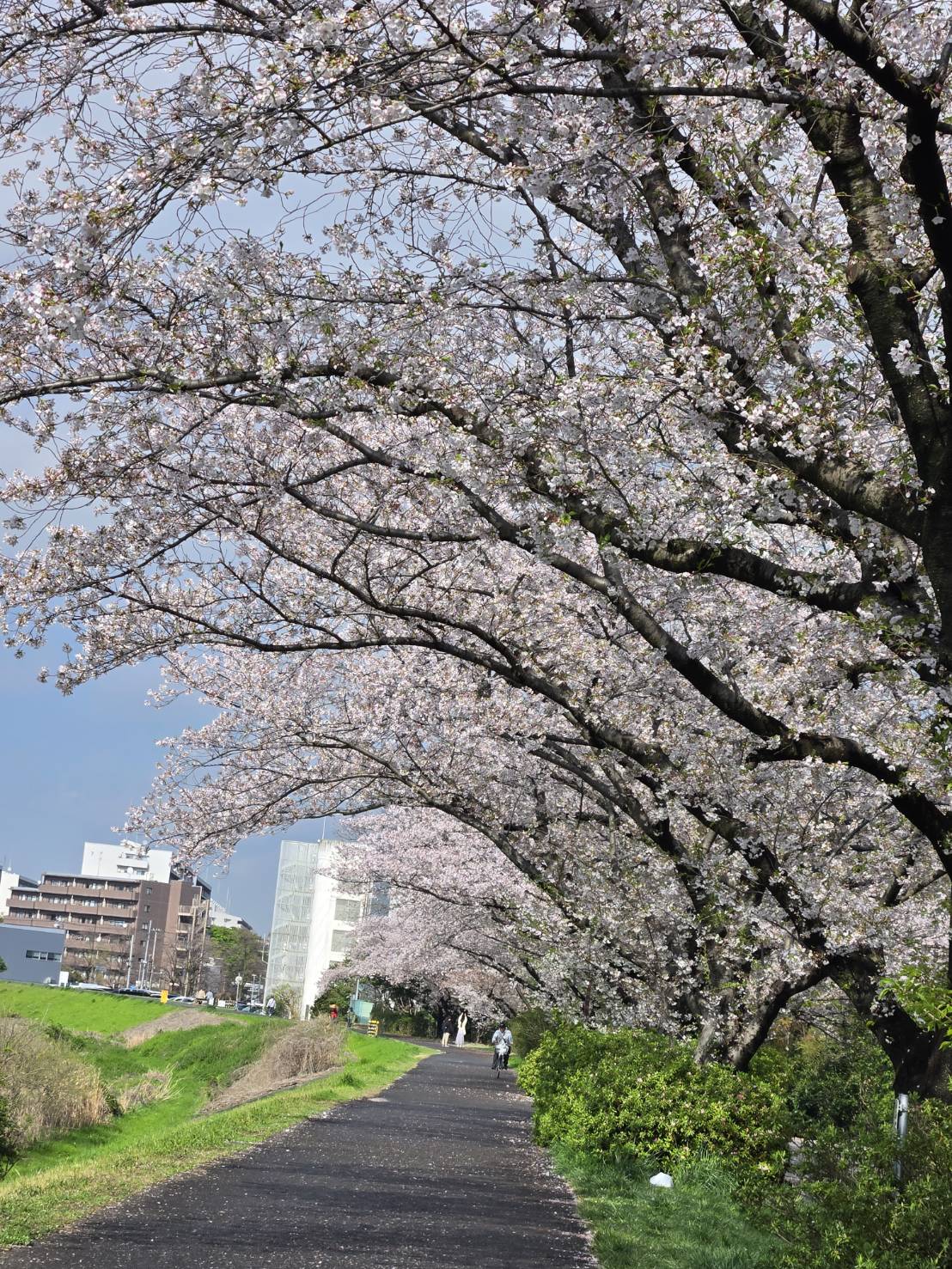 鶴見川沿いでお花見さんぽ🌸 春の深呼吸